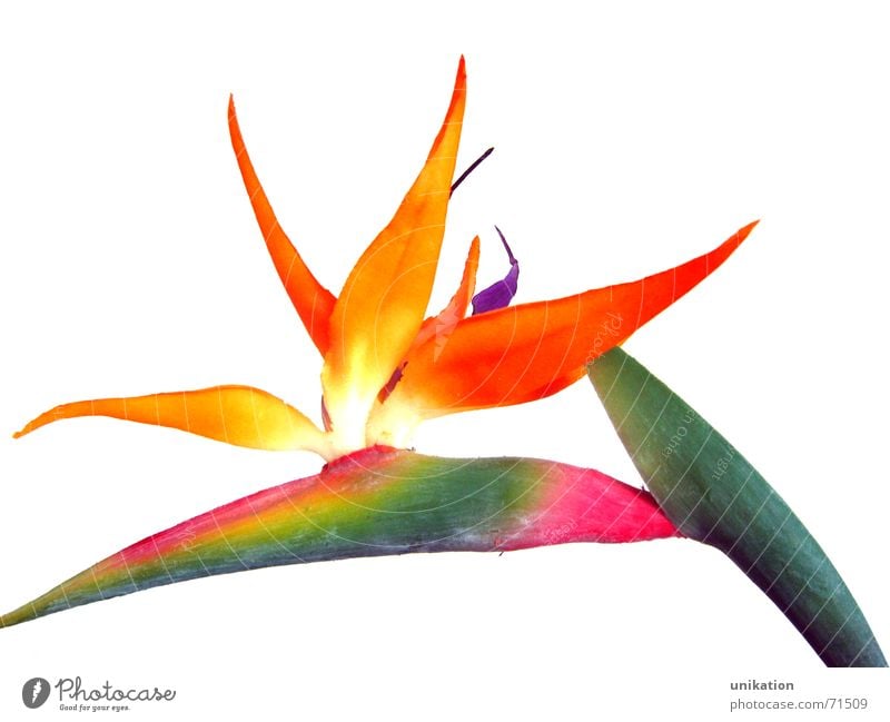 Bird of Paradise [2] Strelitzia Strelizia Flower Plant Blossom Exotic Green Pink White Isolated Image Stalk Artificial flowers Blossoming Bird of paradise