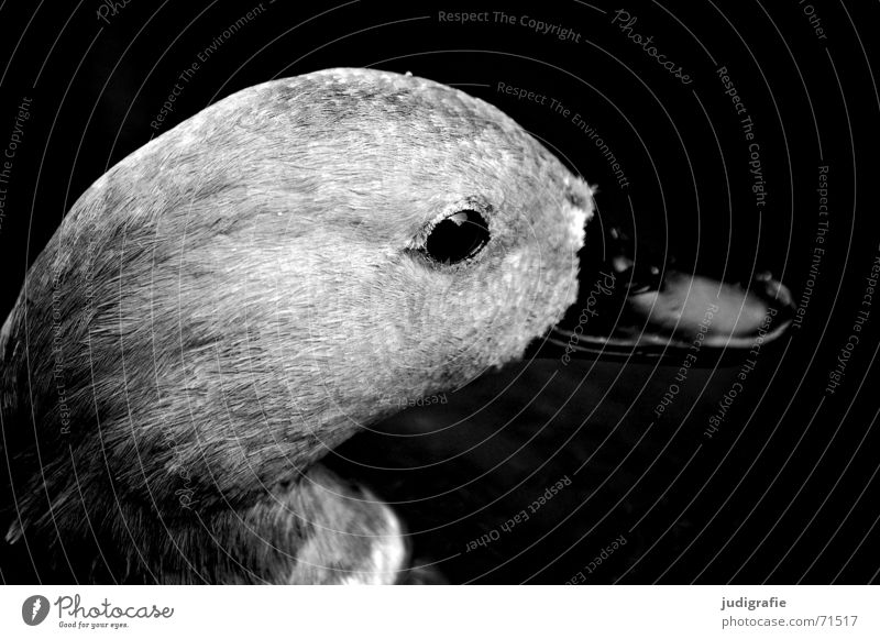 duck portrait Animal Bird Beak Soft Black Gray Black & white photo Duck Eyes Feather Looking Side Smooth