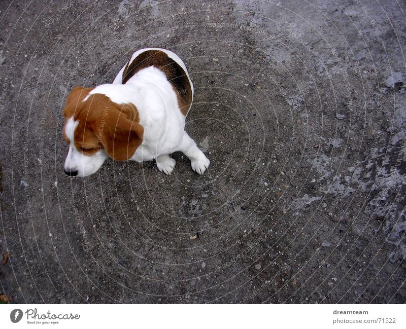 Meggloff Dog Beagle Lop ears Concrete Cow Dream Gray Brown Black White meggloff Ear Patch Gravel