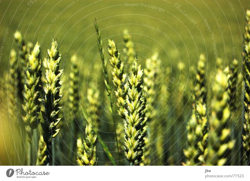 Flying ears of corn Ear of corn Field Multiple Depth of field Blur Background picture Stand Green Meal Nutrition Food Full Many sharp-blurred depth blur Wind