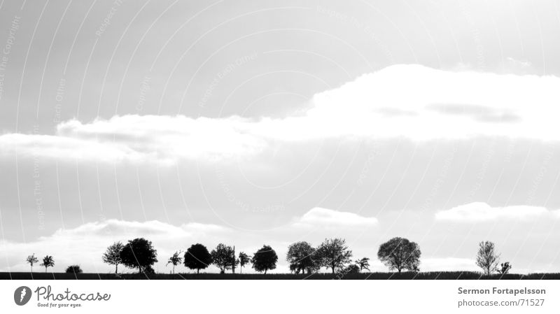 province, skyline Tree Clouds Field Summer Afternoon Saturday Loneliness Agriculture Meadow Forest Flat Individual Sky Wind Silhouette Skyline Americas Branch