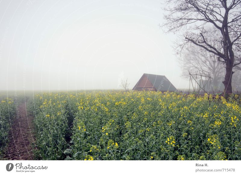 spring fog Landscape Horizon Spring Fog Field Hut Lanes & trails Canola field Agriculture Tree Agricultural crop Raw materials and fuels Renewable raw materials