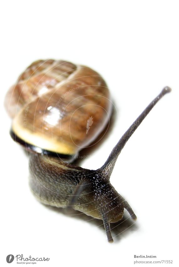 Ey Schnegge... Animal Mucus White Light Snail Nature Armor-plated Colour