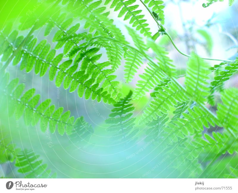 Much Fern Plant Green Nature Life Blur Fog Light Biology Washed out Delicate Soft Pteridopsida leaves Macro (Extreme close-up) Blue wag Graffiti Bright