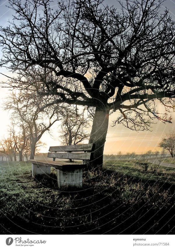 rest Comfortable Calm Tree Meadow Fog Autumn Slumber Shroud of fog Sofa Doze Tree structure Retirement pension Comfy chair Sleep To be silent Grass Clearing