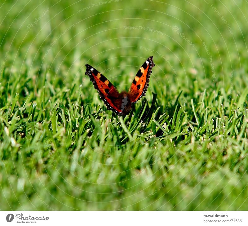 butterfly Butterfly Grass Cut Summer Meadow Field Insect Wing