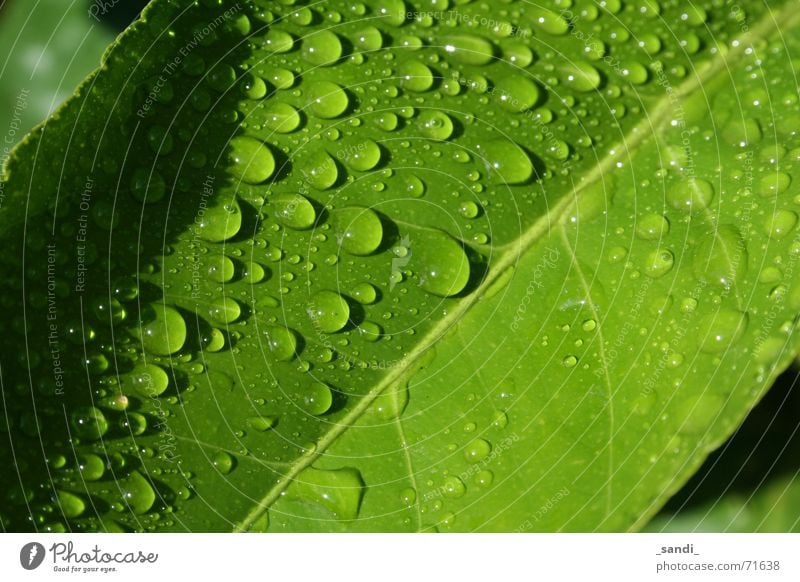 water drops Leaf Green Plant Water Drops of water Rain