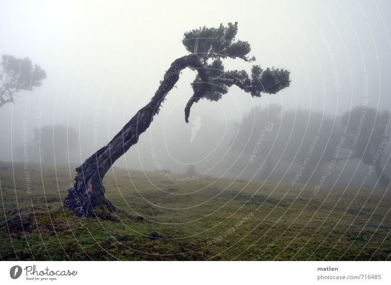 car turning right Nature Landscape Plant Weather Bad weather Fog Tree Grass Meadow Forest Old Brown Gray Green battle Headstrong inflect Colour photo