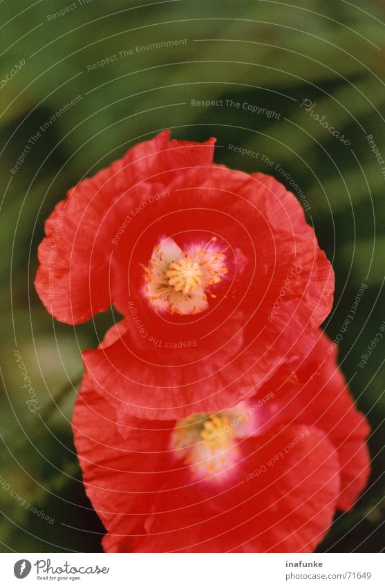 Poppy seed in a double pack Flower Blossom Red Plant Green Growth Maturing time Garden