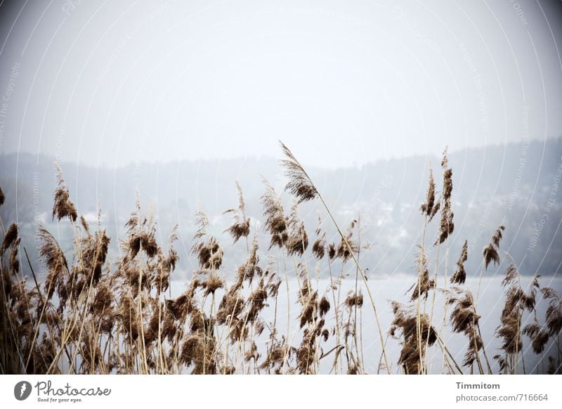 AST 7 behind the sea. Tourism Environment Nature Landscape Elements Water Sky Plant Common Reed Hill Lake Lake Constance Looking Esthetic Cool (slang) Blue Gray