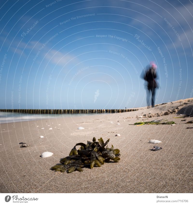 stroll Beach Ocean Sand Water Baltic Sea Blue Brown Mecklenburg-Western Pomerania Mussel Seaweed Sky Clouds Break water Colour photo Copy Space left