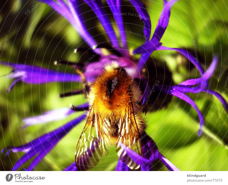 Bombus @ centaurea triumfettii Plant Violet Blossom Summer Esthetic Knapweed Daisy Family Ornamental plant Bumble bee Collection Honey Insect Diligent 6 Yellow