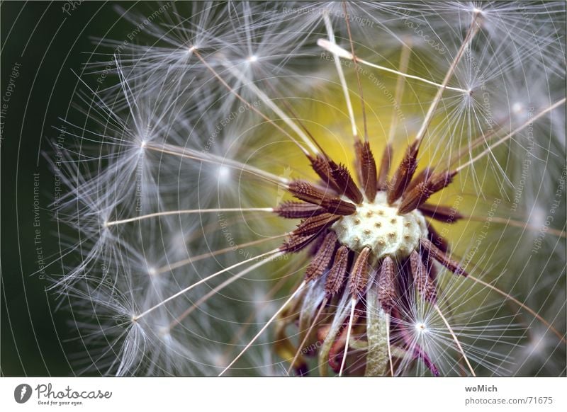 blow Dandelion Blow Plant Flower Spore Meadow Summer Blossoming Seed Pistil Wind Close-up Macro (Extreme close-up)