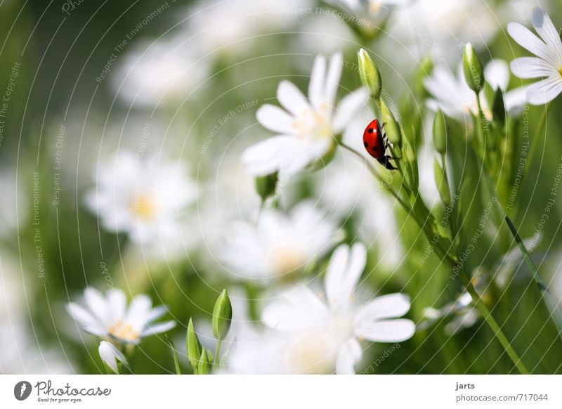 splotch of paint Nature Plant Animal Spring Summer Beautiful weather Flower Meadow Wild animal Beetle 1 Crawl Natural Serene Calm Ladybird Colour photo
