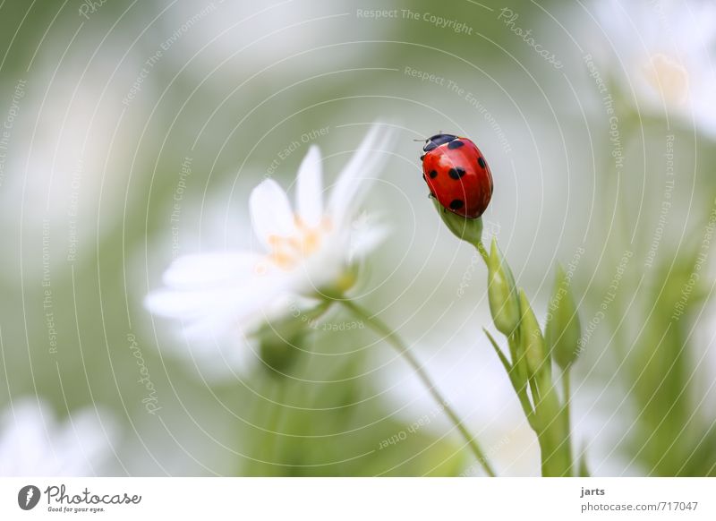 colour photograph Environment Nature Plant Animal Sunlight Spring Summer Beautiful weather Grass Garden Meadow Wild animal Beetle 1 Observe Esthetic Green Red