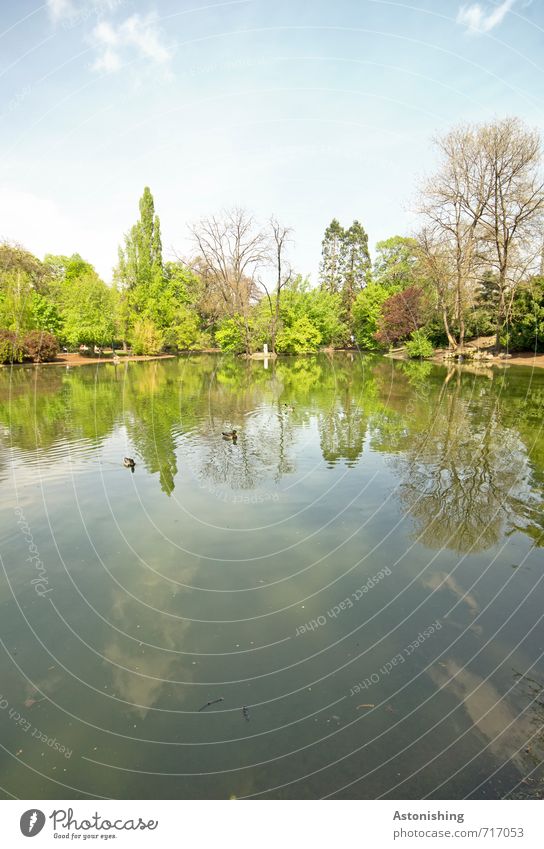 in the pond Environment Nature Landscape Plant Air Water Sky Clouds Spring Weather Beautiful weather Warmth Tree Bushes Park Forest Lakeside Pond Vienna Animal