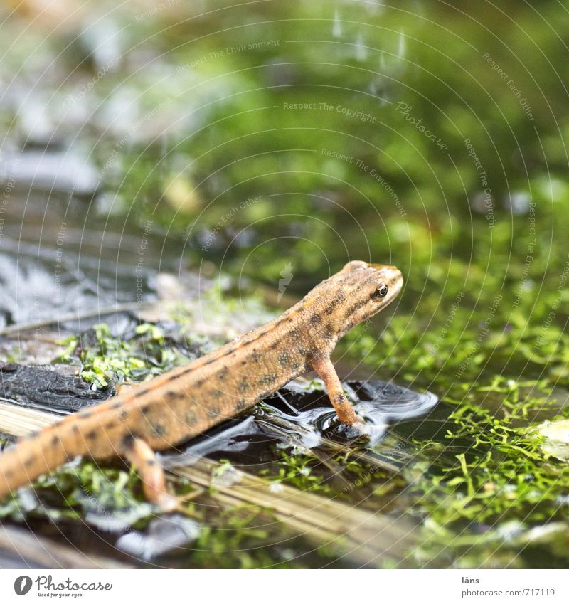 up and away Newt Amphibian Frog Water Pond Observe