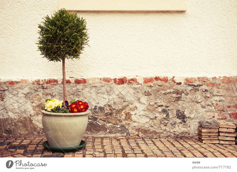Down-to-earth in a pot Leisure and hobbies Living or residing House (Residential Structure) Decoration Spring Tree Flower Pot plant Wall (barrier)