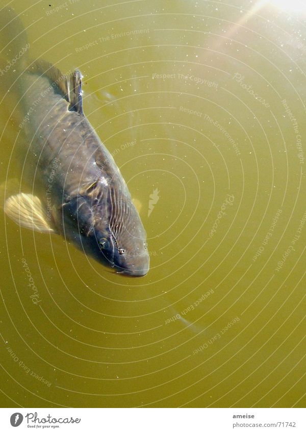 the little carp Small Surface of water Pond Exterior shot Sun Fish Water Carp hmm delicious Green water Freedom