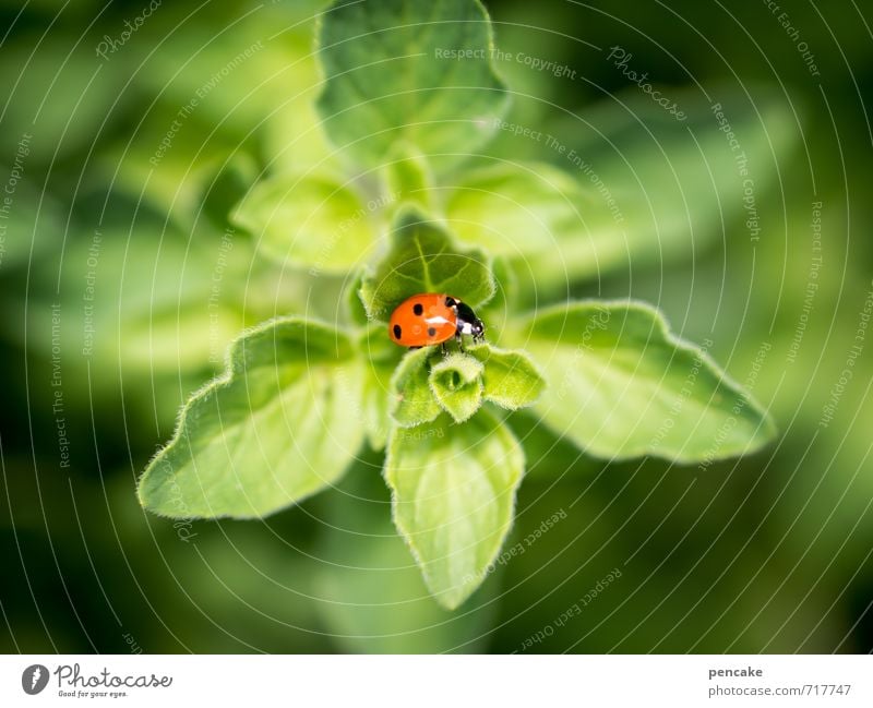 runs and runs and runs and runs Nature Plant Summer Leaf Foliage plant Animal Beetle 1 Sign Esthetic Success Happy Small Juicy Beautiful Warmth Soft Green Red