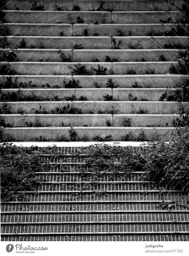 parallels Concrete Parallel Overgrown Plant Grating Jetty Gray Gloomy Black White Detail Derelict Black & white photo Stairs Line Rust