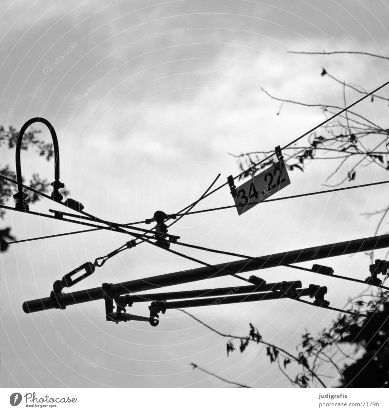 34.22 End Overhead line Rod Tram Underground Muddled Black Tree Bushes Leaf Crossed Connectedness Wire Chaos Black & white photo Transport Signs and labeling