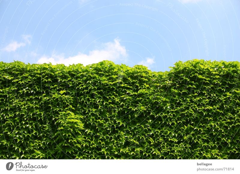 wall of wine Leaf Wall (barrier) Green Vine Clouds Frontier fortifications Frontal Exterior shot Hedge Growth Everywhere Blue horizintal Line Nature full-grown