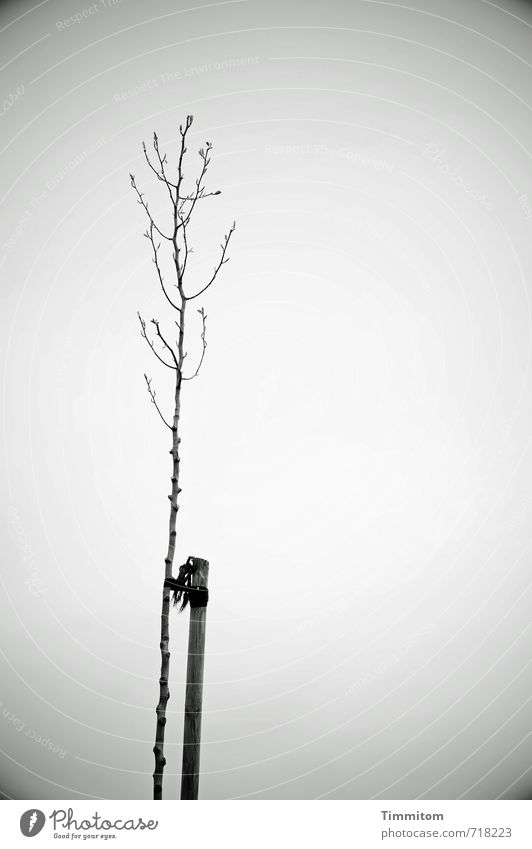 AST 7 Alone... Environment Nature Plant Sky Spring Tree Pole Fastening Wood Growth Esthetic Simple Natural Gray Emotions Loneliness Bleak buds