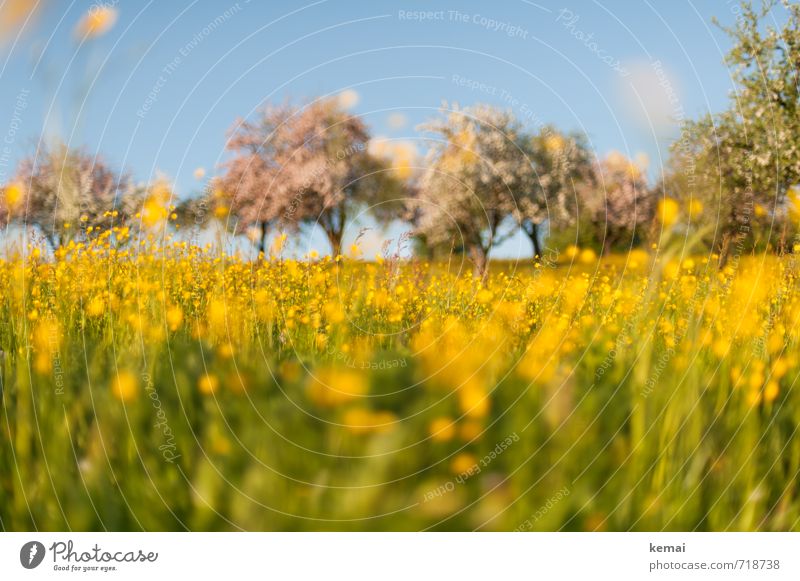 Yellow splendour II Environment Nature Landscape Plant Sky Sunlight Spring Beautiful weather Tree Flower Grass Blossom Agricultural crop Wild plant Crowfoot