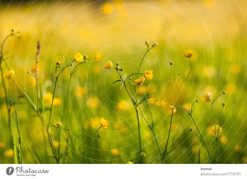 Yellow splendour III Environment Nature Plant Sunlight Spring Beautiful weather Warmth Flower Blossom Crowfoot Meadow Blossoming Growth Fresh Green Spring fever