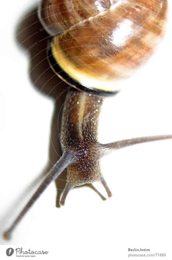 raving slug White Light Feeler Crawl Mucus Snail Armor-plated Colour Shadow