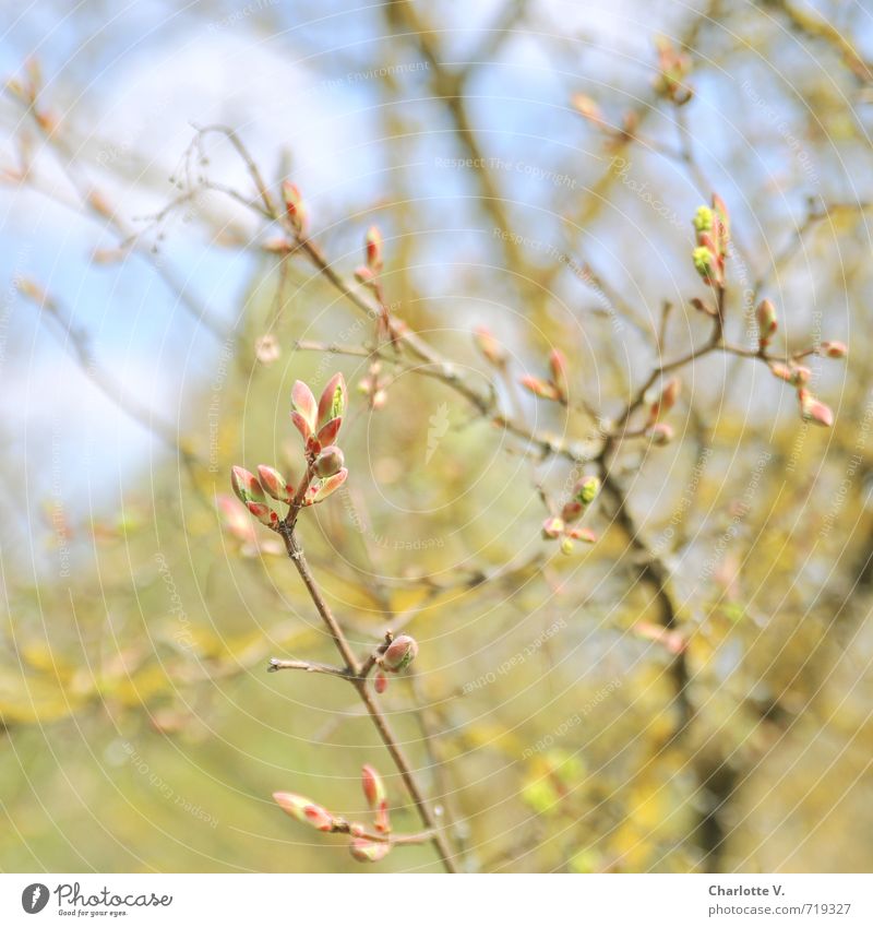 buds Environment Nature Plant Spring Beautiful weather Tree Leaf bud Twigs and branches Wood Fresh Bright Natural Blue Yellow Green Pink Moody Spring fever