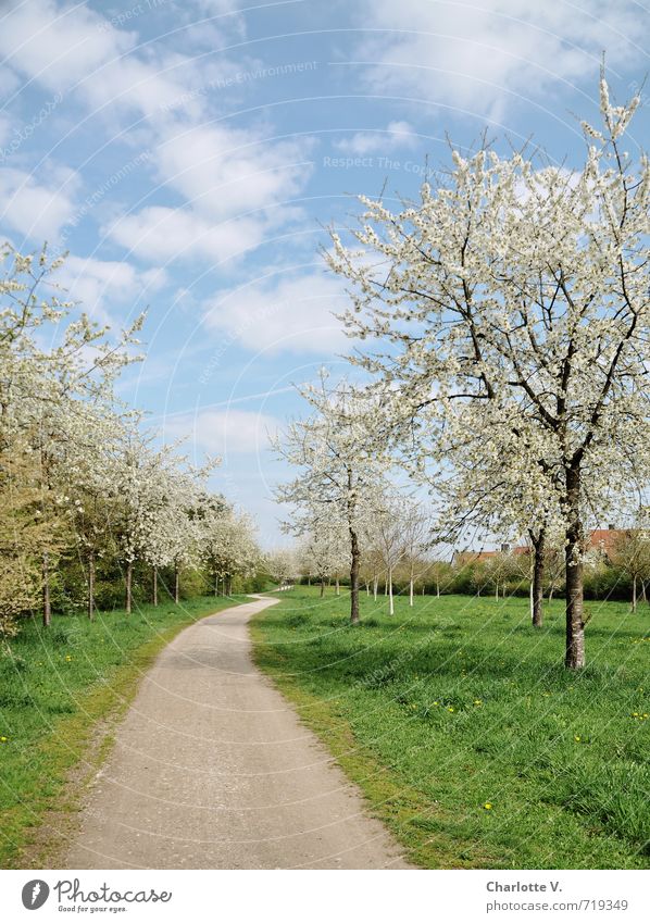 spring footpath Environment Nature Landscape Plant Spring Beautiful weather Tree Grass Park Lanes & trails Fragrance Far-off places Friendliness Fresh Bright