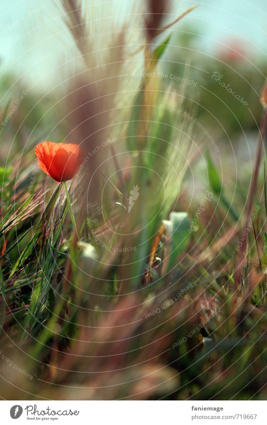 coquelicot Environment Nature Plant Flower Grass Blossom Garden Park Meadow Deserted Beautiful Blue Brown Green Red Poppy Poppy blossom Poppy field