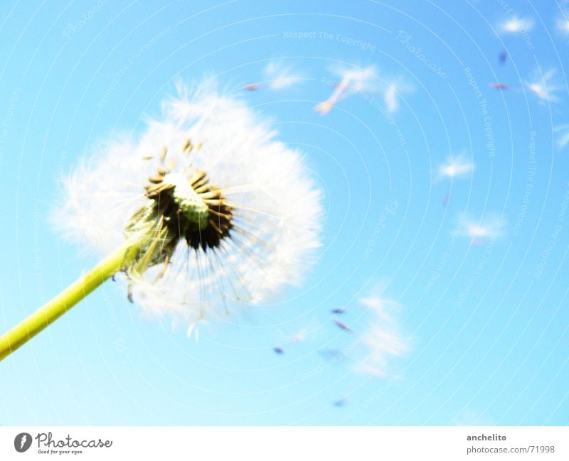 The Answer, My Friend, Is Still Blowing In The Wind Dandelion Flower Nature Green White Sky Blue sky Clear sky Flake Blossom Calm Summer Sun