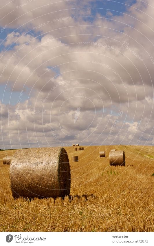 hay bales Field Clouds Clouds in the sky Sky Stubble field Summer Autumn Agriculture Yellow Harvest Grain landscape Beautiful weather sunny Gold