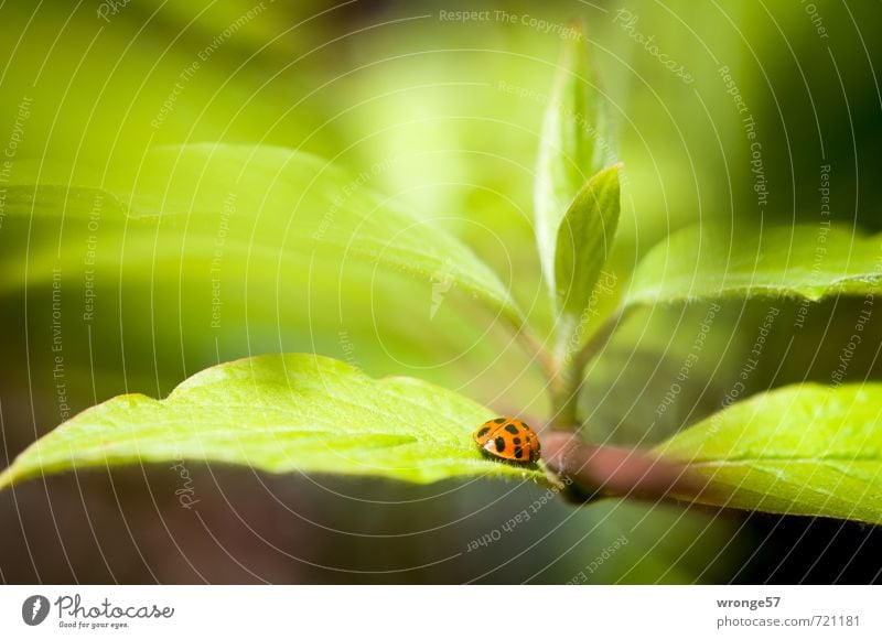 Käfer's World Plant Spring Bushes Leaf Animal Wild animal Beetle Ladybird Seven-spot ladybird 1 Small Near Green Red Black Diminutive Macro (Extreme close-up)