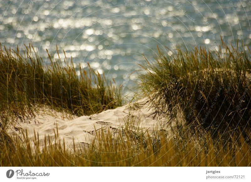 Behind the dunes, there Ocean Beach dune Dune Sand Blade of grass Common Reed Grass Coast Summer Denmark Scandinavia Joy Leisure and hobbies Vacation & Travel