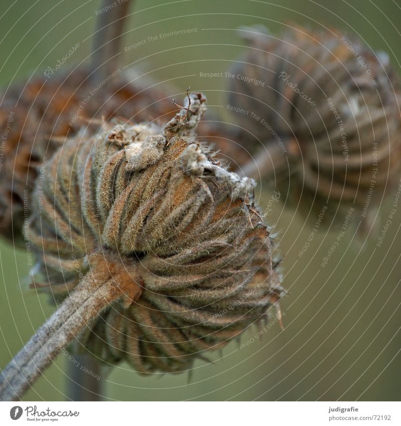 Dried Blossom Plant Autumn Dry Stalk Flower Bulb Transience Thin Death Nature Structures and shapes