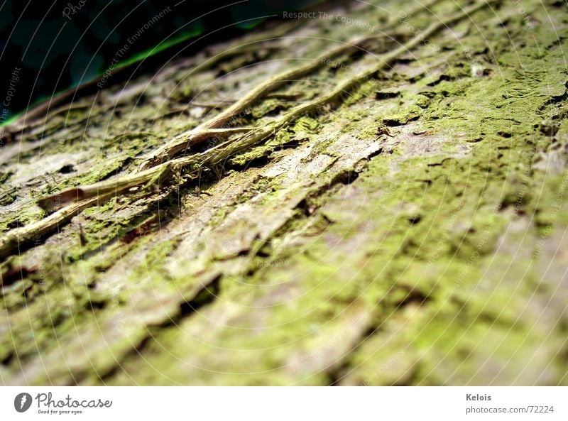 Tree without day cream Tree bark Time microcosmos insect perspective Skin Nature