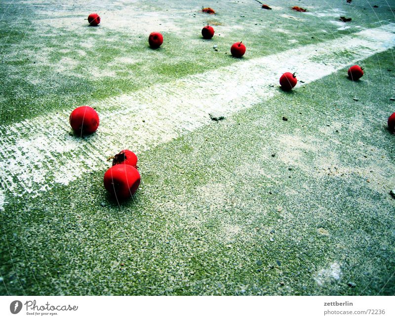 windfall Red Cherry Stone fruit Middle Parking lot Lane markings Autumn Berries Pomacious fruits concrete ceiling Ground markings Windfall