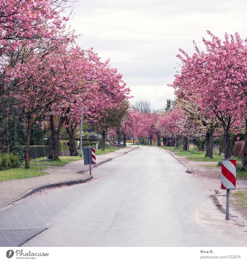 cherry avenue Sky Spring Beautiful weather Tree Village Street Road sign Blossoming Arrangement Lanes & trails Shortage Square Cherry tree Colour photo