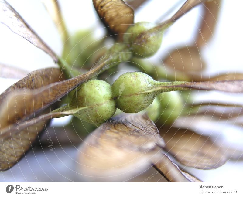 still air Flying Occur Maple tree Tree Calm Plant Development Delicate Easy Natural phenomenon Graceful Sensitive Law of nature Seeds Noble Fragile Primordial