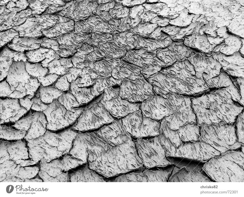 Elephant skin vs. dry earth Drought Dry Rough Lunar landscape Earth Crack & Rip & Tear Floor covering