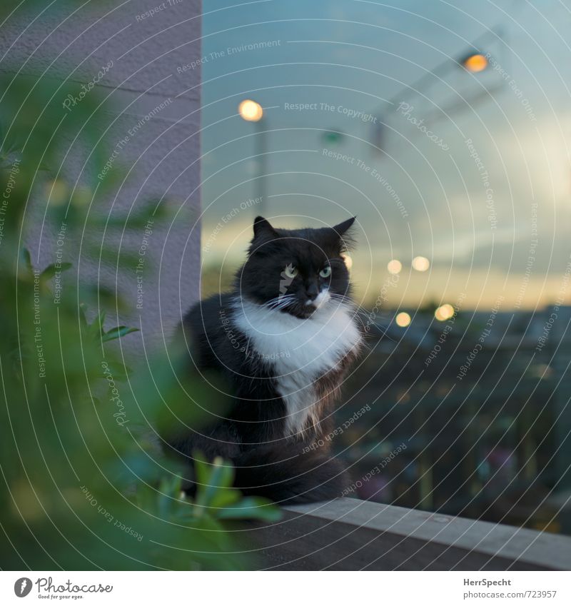 Twilight (in)active Sky Clouds Istanbul Turkey Town Old town Deserted Wall (barrier) Wall (building) Terrace Animal Pet Cat 1 Beautiful Power Willpower