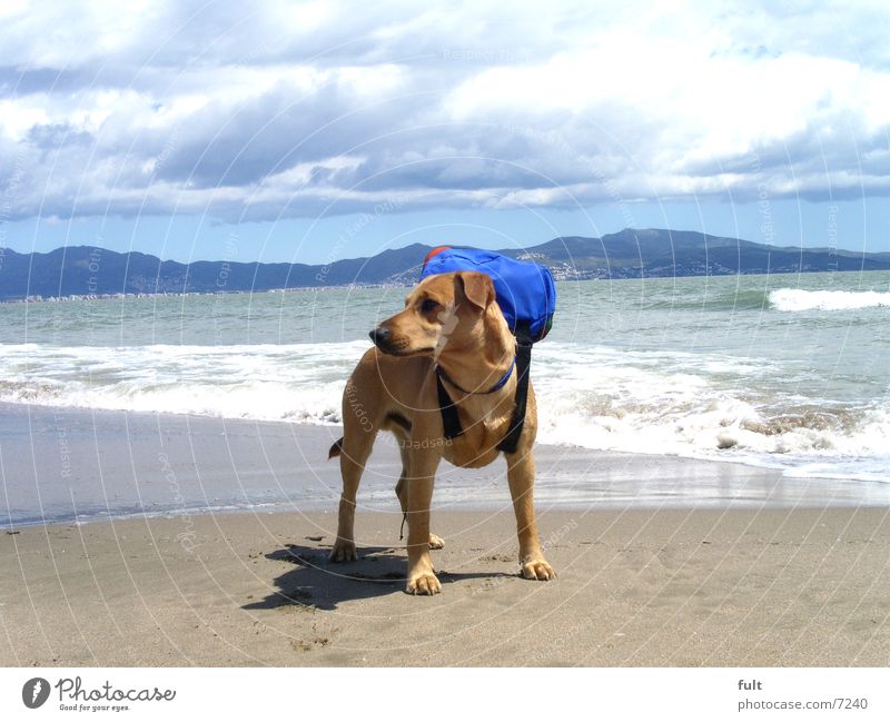 muffin alone on holiday Dog Beach Ocean Vacation & Travel Waves Spain Backpack Crossbreed Animal Horizon Clouds Stand Sky Mountain Sand Mediterranean sea Water