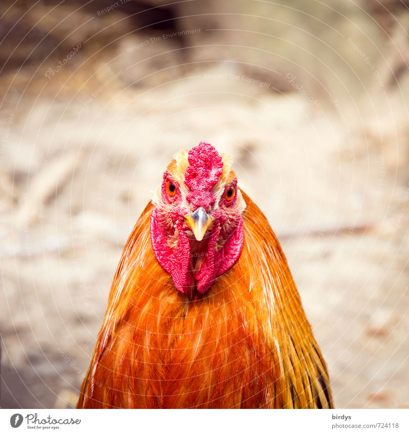 el gallo Pet Rooster 1 Animal Observe Looking Esthetic Natural Positive Beautiful Gray Orange Red Contentment Love of animals Watchfulness Curiosity Uniqueness