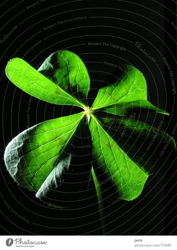 lucky Congratulations Clover Hope Religion and faith Longing Desire Green Four-leafed clover Contentment Happy jarts