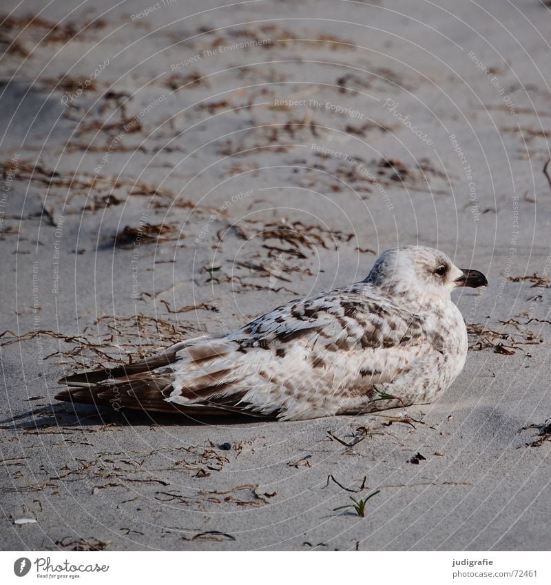 Well camouflaged Camouflage colour Custom-made Adjustment Lake Silvery gull Seagull Bird Feather Pattern Brown Beach Algae Ocean Coast Calm Serene disguised