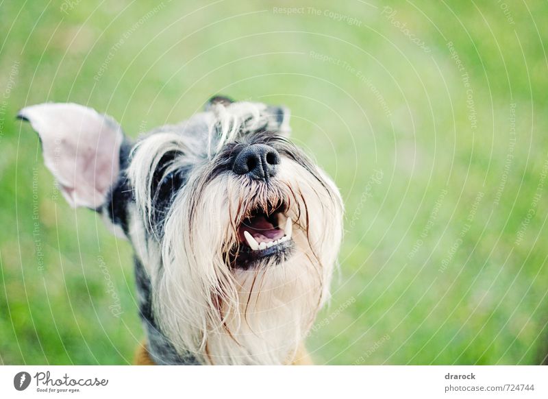 Happy Animal Pet Dog 1 Smiling Gray Green White Joy Happiness Love of animals drarock Colour photo Exterior shot Detail Morning Shallow depth of field